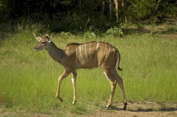 Southern Greater Kudu — Stock Photo, Image
