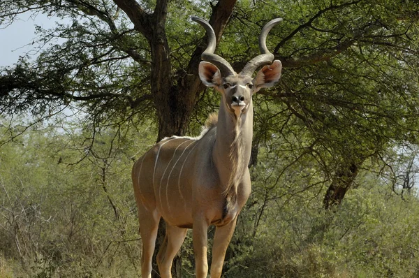 Południowej większy kudu — Zdjęcie stockowe