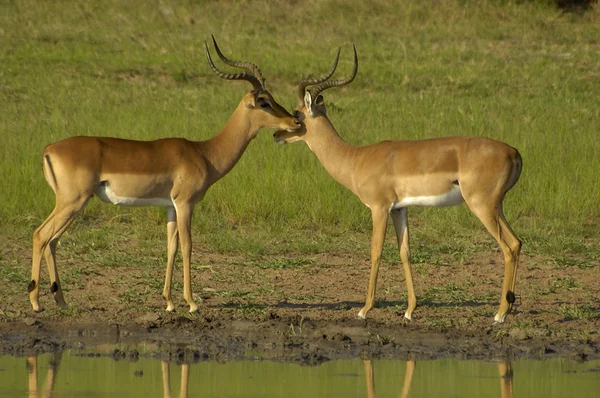 Південний impala — стокове фото