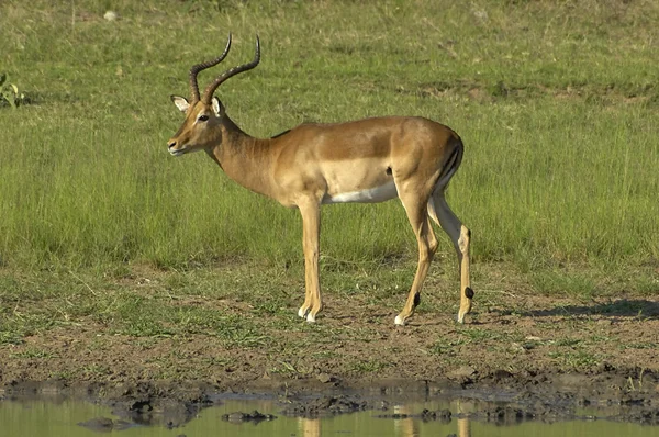 Zuidelijke impala — Stockfoto