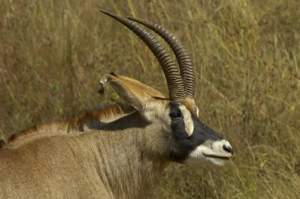 Södra roan antelope — Stockfoto