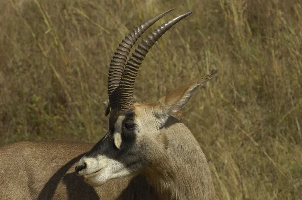 Southern Roan Antelope — Stock Photo, Image