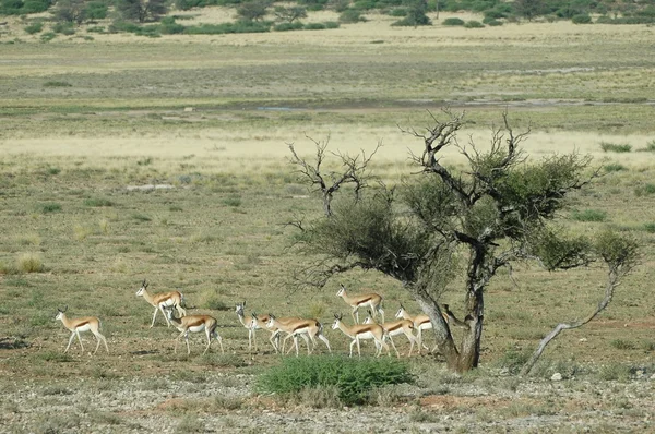 Kalahari springbok — Zdjęcie stockowe