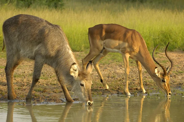 Dricka tid för vattenbock och impala — Stockfoto