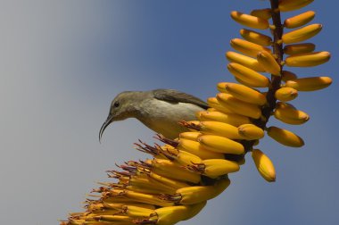 kadın marico sunbird