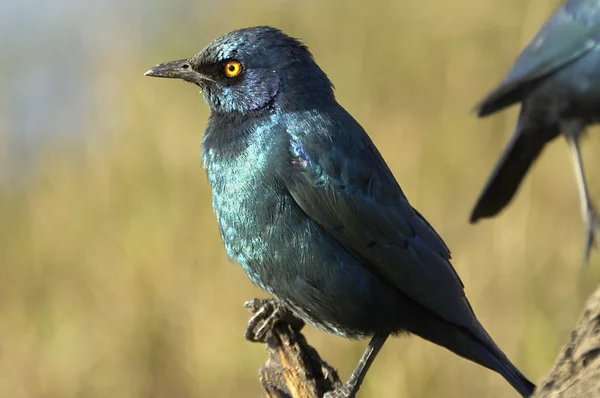 Cape glossy starling — Stock Photo, Image