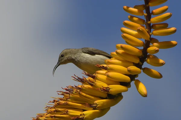 Самка Marico sunbird — стоковое фото