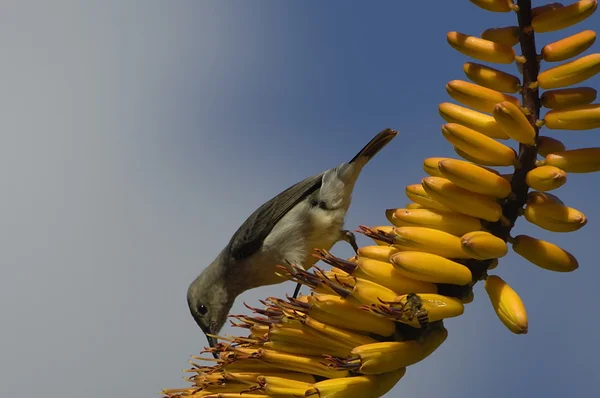 Mujer Marico sunbird — Foto de Stock
