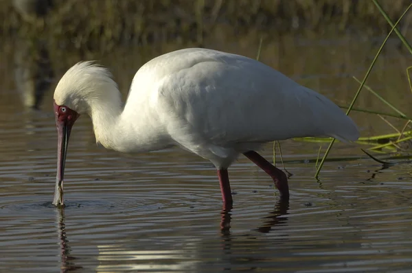 African spoonbill — Stock Photo, Image