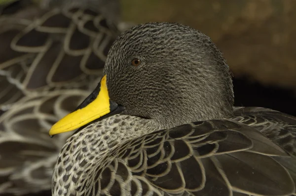 Желтоклювая утка — стоковое фото