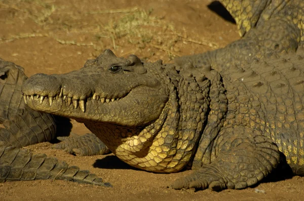 Нильский крокодил — стоковое фото