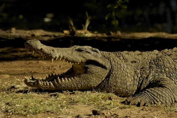 Noll krokodil — Stockfoto