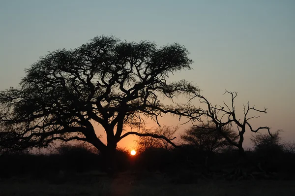Bushveld sunrise — Stock Photo, Image