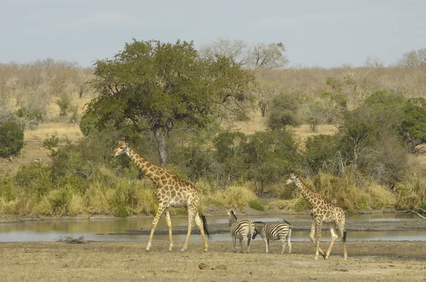 Kruger park wildlife szene — Stockfoto