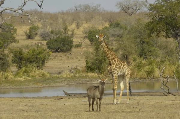 Cena da vida selvagem no parque Kruger — Fotografia de Stock
