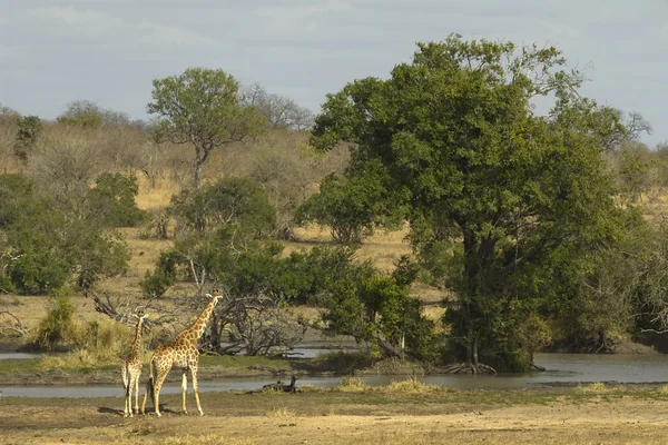 Afrikaanse rivier scène met giraf — Stockfoto