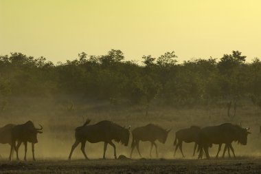 alacakaranlıkta wildebeest