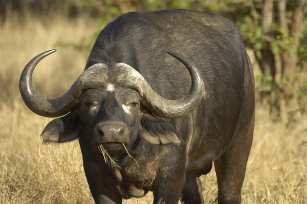 Kap Buffalo (Syncerus caffer)) — Stockfoto