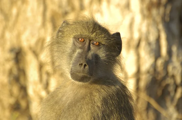 Чакма-бабуин — стоковое фото