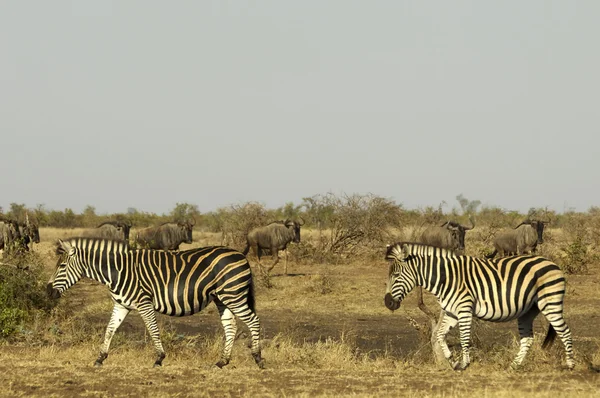 Zebra's en gnoes — Stockfoto