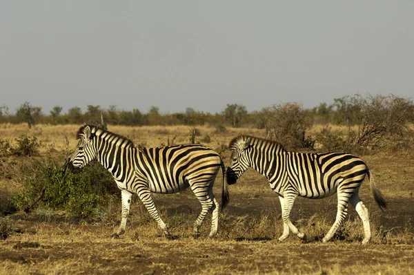 Рівнини зебр — стокове фото