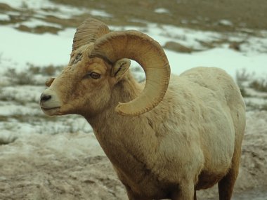 Bighorn Dağı koyun