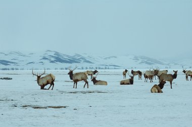 Elk