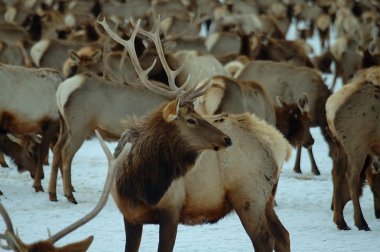 Elk