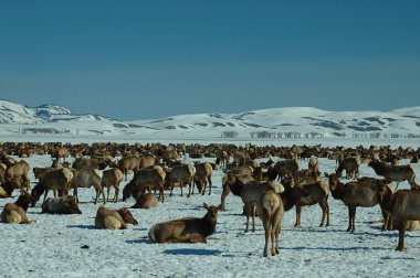 Elk