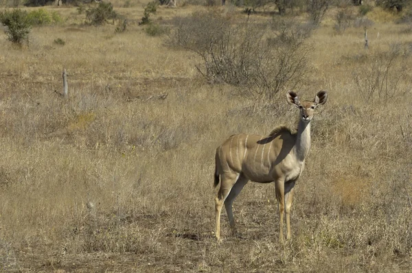 Kudu. — Fotografia de Stock