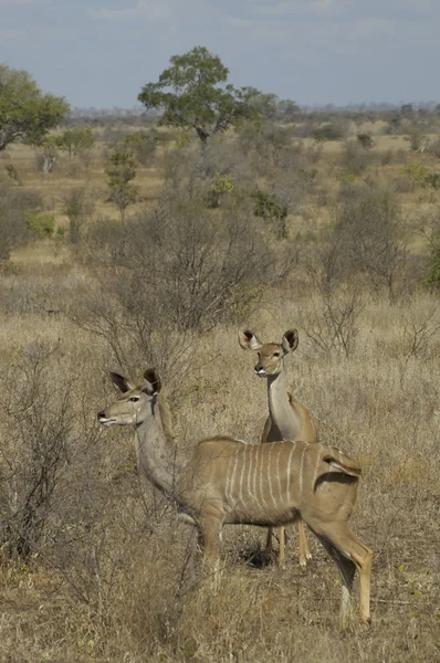 Kudu w busveldt Sawanna — Zdjęcie stockowe