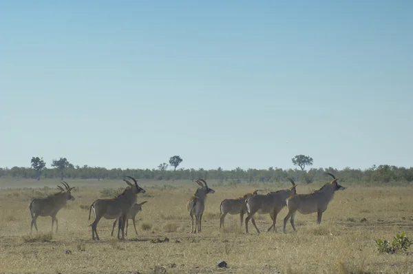 Antilope di Roan — Foto Stock