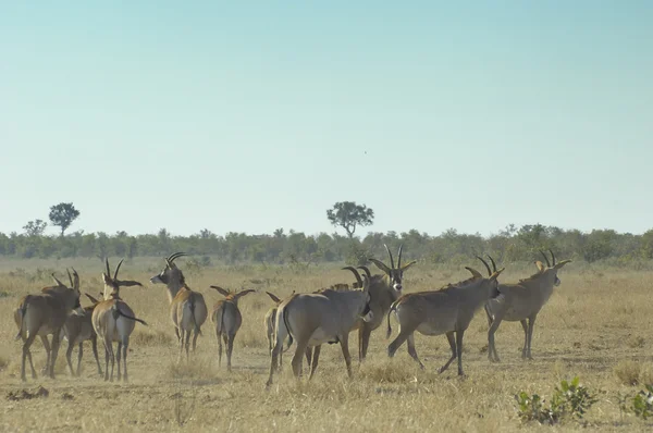 Roan antelope — Stock Photo, Image