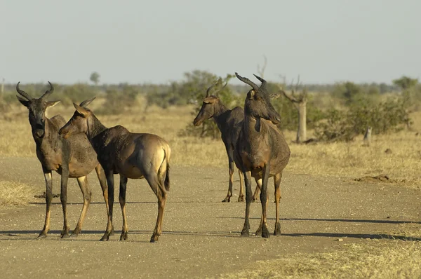 Pequeña manada de Tsessebe en el camino —  Fotos de Stock