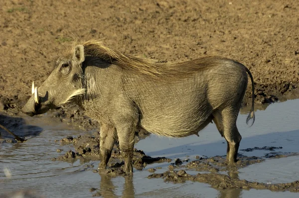 疣猪 — 图库照片