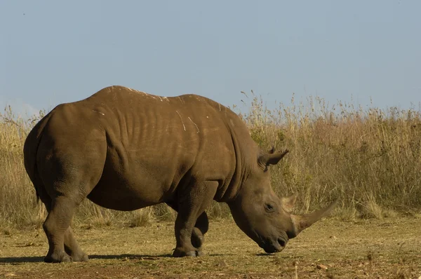 Rinoceronte bianco — Foto Stock