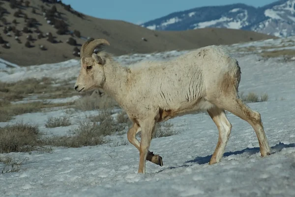 Bighorn mountain sheep — Stock Photo, Image