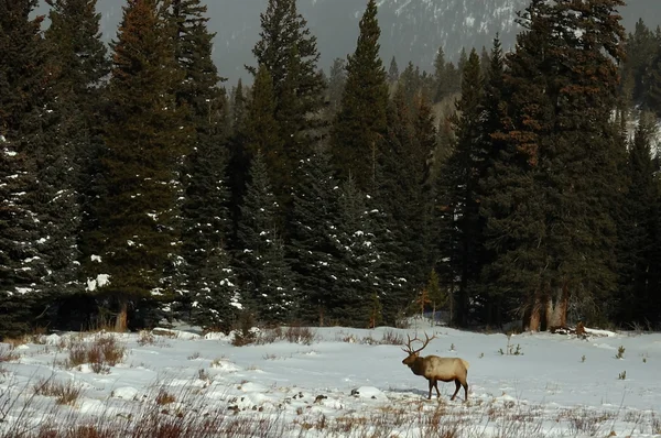 Elk in winter landscape, Colorado — Stock Photo, Image