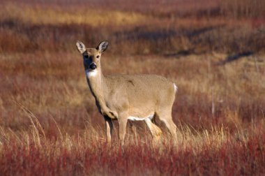 Beyaz kuyruklu geyik (odocoileus virginianus)