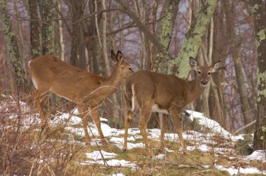 Beyaz kuyruklu geyik (odocoileus virginianus)