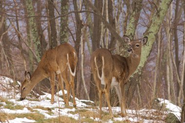 Beyaz kuyruklu geyik (odocoileus virginianus)