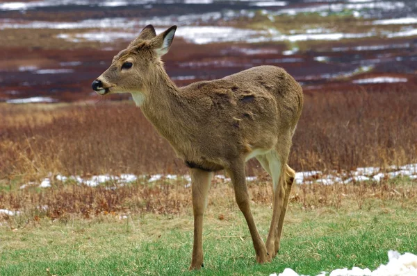 White-tailed deer (Odocoileus virginianus) — Stock Photo, Image