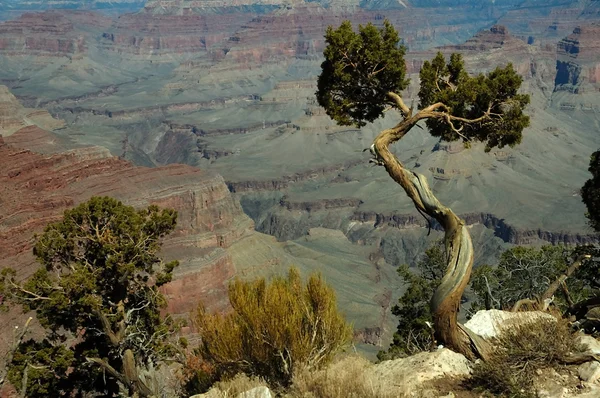 Grand Canyon, Arizona Rechtenvrije Stockafbeeldingen