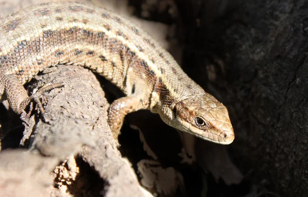 stock image Grey lizard