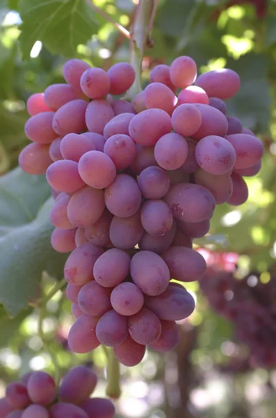 Pink cluster grapes — Stock Photo, Image