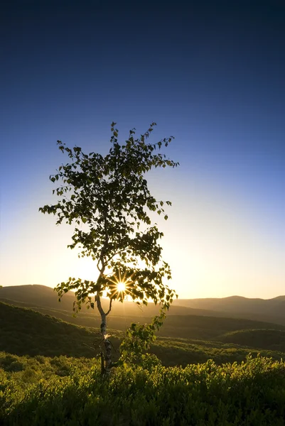 Tree in the mountains. — Stock Photo, Image