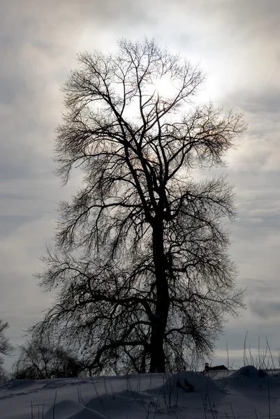 A silhueta de uma árvore . Fotos De Bancos De Imagens Sem Royalties