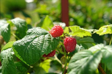 Raspberry berries on bush clipart