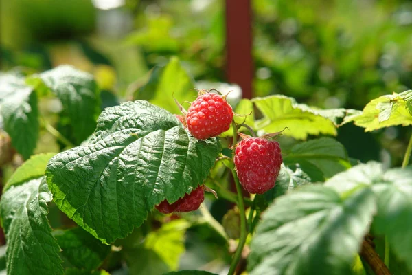 Raspberry berries on bush — Stok fotoğraf