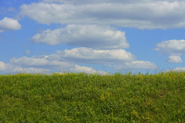 Трава и цветы против неба — стоковое фото